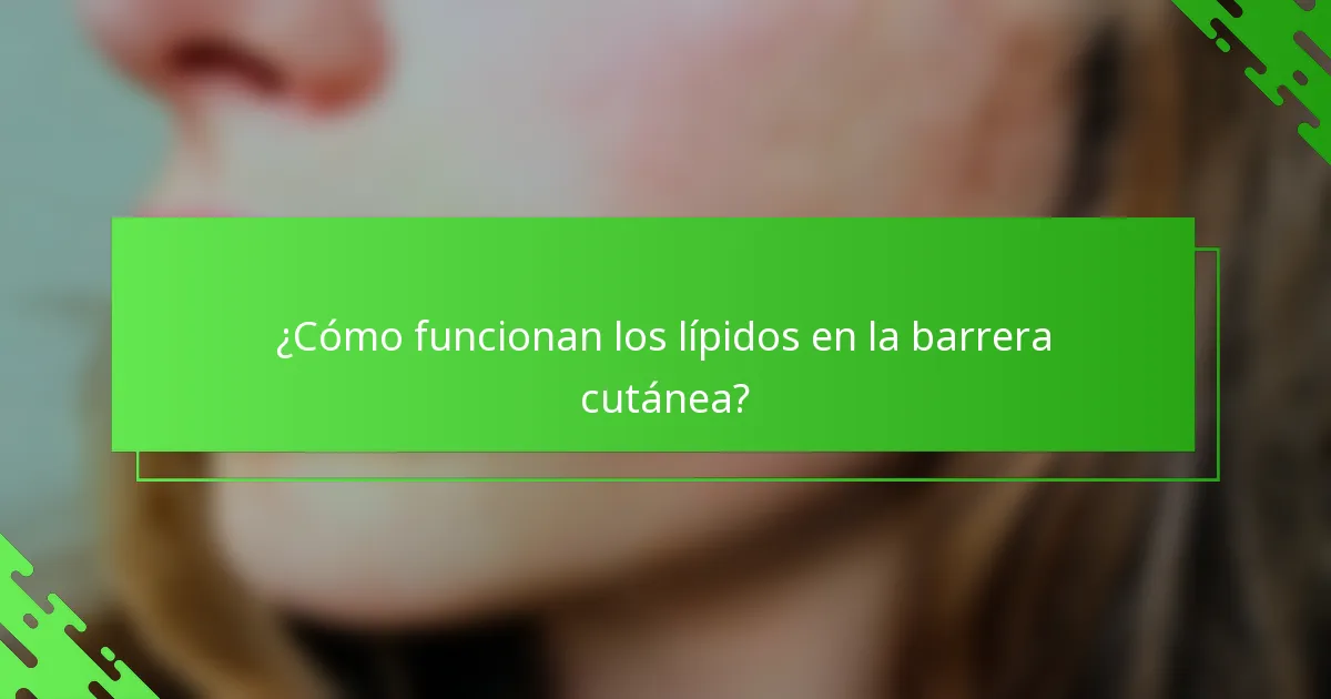 ¿Cómo funcionan los lípidos en la barrera cutánea?